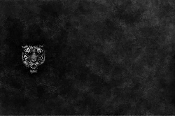 Bilde av Bomullsjersey panel - Tiger, 80x145 cm