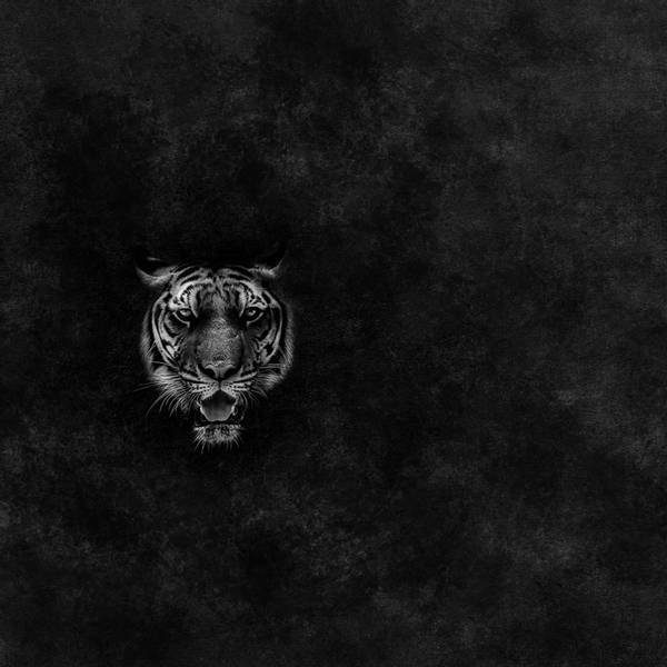 Bilde av Bomullsjersey panel - Tiger, 80x145 cm
